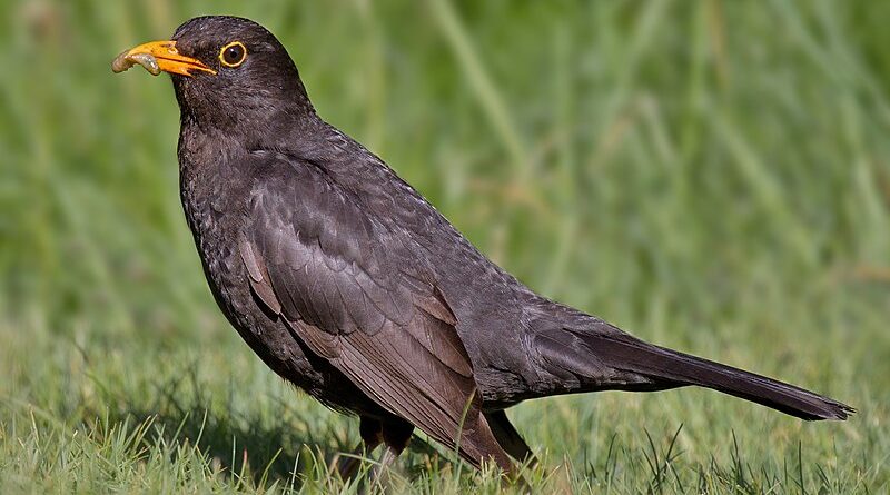 burung-hitam-eropa