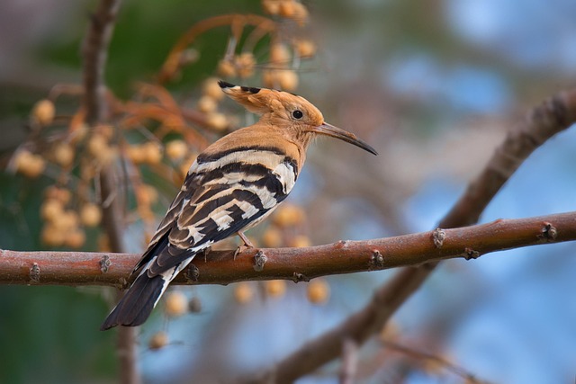 Hoopoe bird